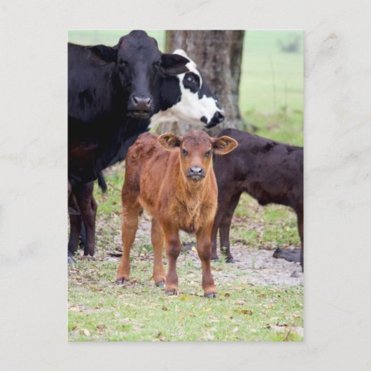 ベビーカーフイン春 ポストカード (正面)