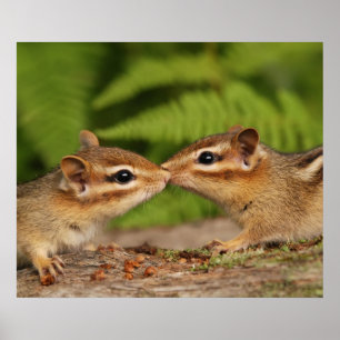 ベビーキスをするチップ ポスター