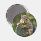 ベビーキツネリス マグネット (正面/裏面)