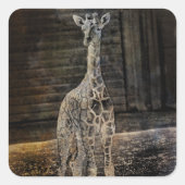 ベビーキリン スクエアシール (正面)