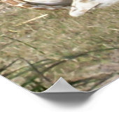 ベビーキリン ポスター (角)