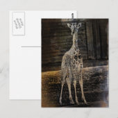 ベビーキリン ポストカード (正面/裏面)