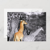 ベビーキリン ポストカード (正面/裏面)