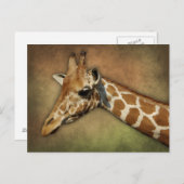 ベビーキリン ポストカード (正面/裏面)