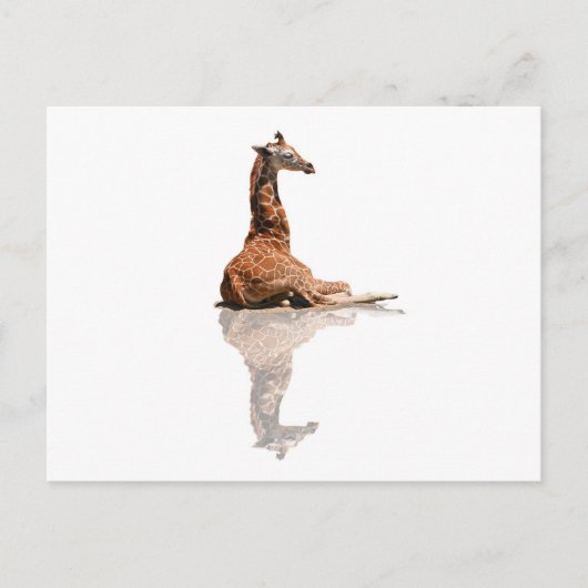 ベビーキリン ポストカード (正面)