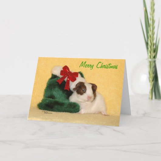 ベビーギニアピグメリークリスマスカード シーズンカード (正面)