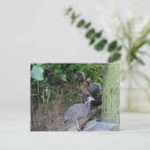 ベビーギニーが木に座る ポストカード (スタンド正面)