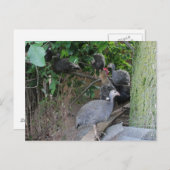 ベビーギニーが木に座る ポストカード (正面/裏面)