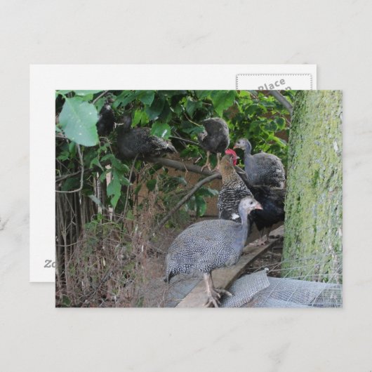 ベビーギニーが木に座る ポストカード (正面/裏面)