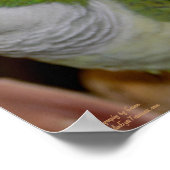 ベビークェーカーパロットペア#2 ポスター (角)