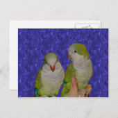 ベビークェーカーペロットアニマルハガキ ポストカード (正面/裏面)