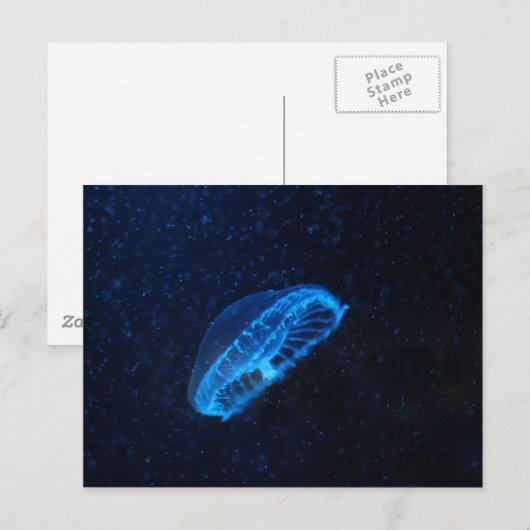 ベビークラゲ ポストカード (正面/裏面)