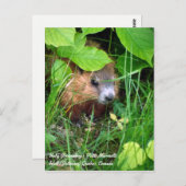 ベビーグラウンドホッグプティットマルモット春inカナダ ポストカード (正面/裏面)