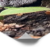 ベビーグレイ ポスター (角)