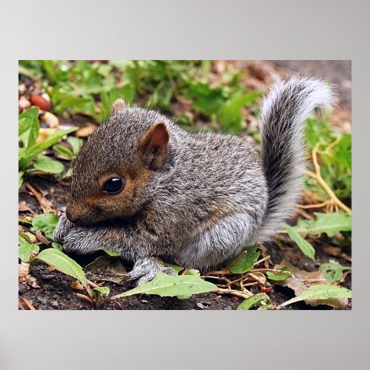 ベビーグレイ ポスター (正面)