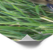 ベビーグースポスター ポスター (角)