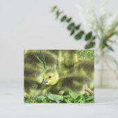 ベビーグース ポストカード (スタンド正面)