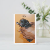 ベビーケインコルソIIはがき ポストカード (スタンド正面)