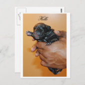 ベビーケインコルソIIはがき ポストカード (正面/裏面)