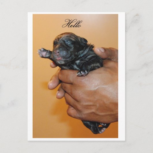 ベビーケインコルソIIはがき ポストカード (正面)