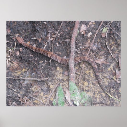 ベビーコットンマウスモカシン ポスター (正面)