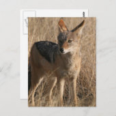ベビーコヨーテ葉書 ポストカード (正面/裏面)