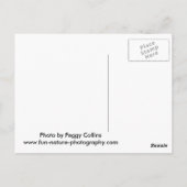 ベビーコヨーテ遊ス ポストカード (裏面)