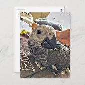 ベビーコンゴアフリカグレーパロット ポストカード (正面/裏面)