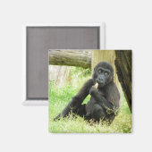 ベビーゴリラスナック マグネット (正面/裏面)