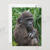 ベビーゴリラタペストリー ポストカード (正面/裏面)
