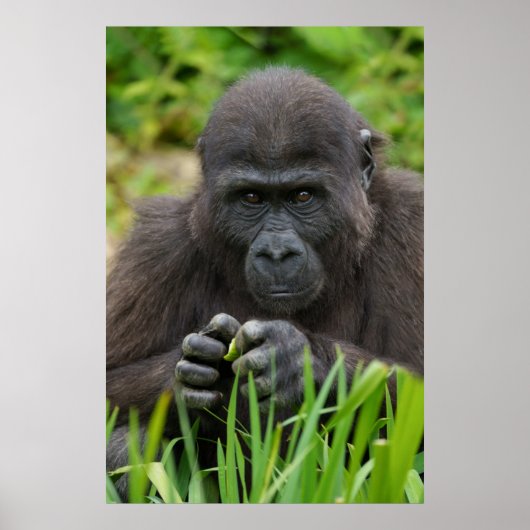 ベビーゴリラ ポスター (正面)