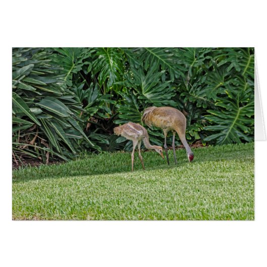 ベビーサンドヒルクレーン（親あり） (正面横)