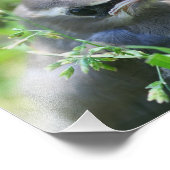 ベビーシダーワックスウィングバード8x10自然 フォトプリント            (角)