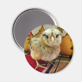 ベビーシック磁石ファームマグネット マグネット (正面/裏面)