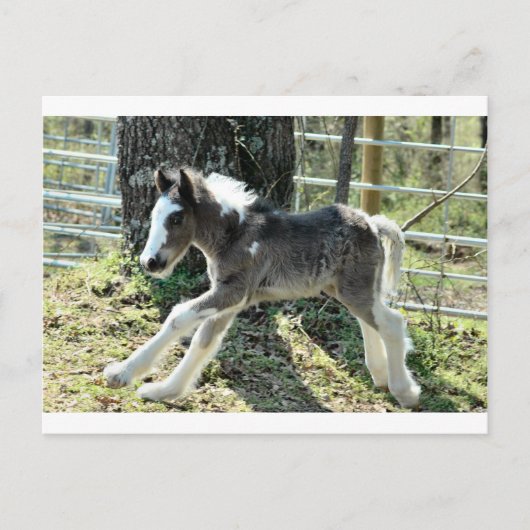 ベビーショリン2 ポストカード (正面)