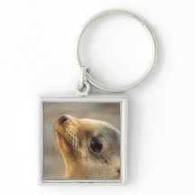 ベビーシーライオン顔