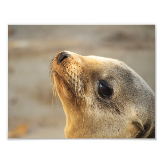 ベビーシーライオン顔 フォトプリント            (正面)