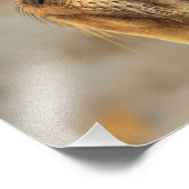 ベビーシーライオン顔 フォトプリント            (角)