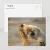 ベビーシーライオン顔 ポストカード (正面/裏面)