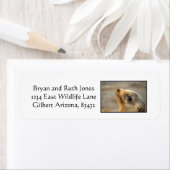 ベビーシーライオン顔 ラベル (インサイチュ)