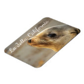 ベビーシーライオン、ラジョラ、カリフォルニア マグネット (左側)