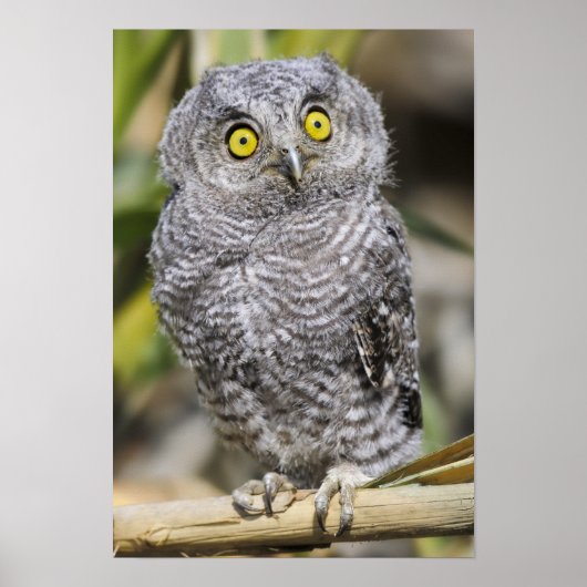 ベビースクリーツフクロウ ポスター (正面)