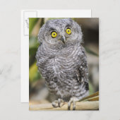 ベビースクリーツフクロウ ポストカード (正面/裏面)