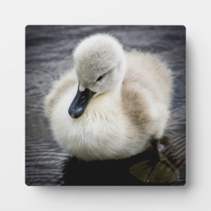 ベビースワン Cygnet フォトプラーク