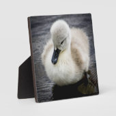 ベビースワン | Cygnet フォトプラーク (正面)