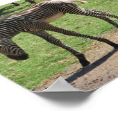 ベビーゼブラポスター ポスター (角)