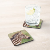 ベビーゼブラ岬(タンザニア) コースター (右側)