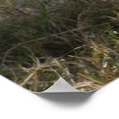 ベビーゼブラ（アフリカ） ポスター (角)