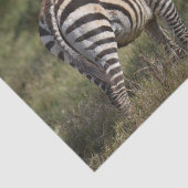 ベビーゼブラ（アフリカ） 薄葉紙 (詳細)