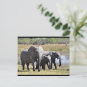 ベビーゾウと家族のポストカード ポストカード (スタンド正面)
